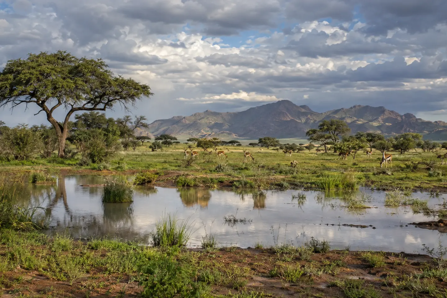 Savannah turned green after rain, with a temporary pool in the foreground, scattered antelope and a stormy sky above the mountains.